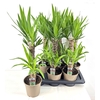 Yucca   ...