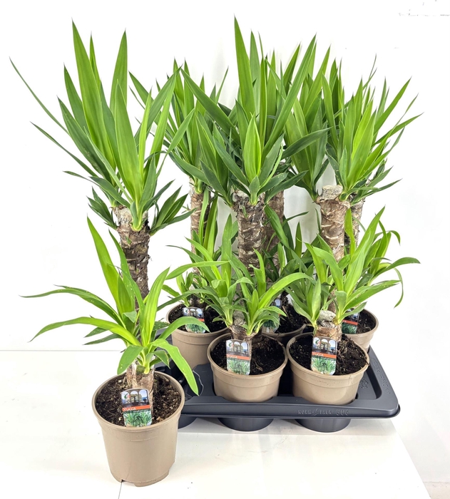 Yucca   ...