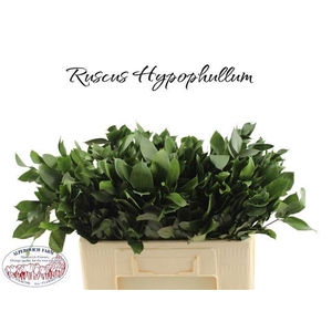 RUSCUS HYPOPHYLLUM