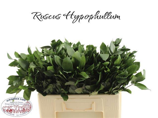 <h4>RUSCUS HYPOPHYLLUM</h4>