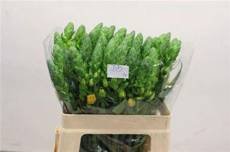 <h4>Ornit Volcan Sol</h4>