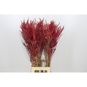 Bromelia Red Paloma