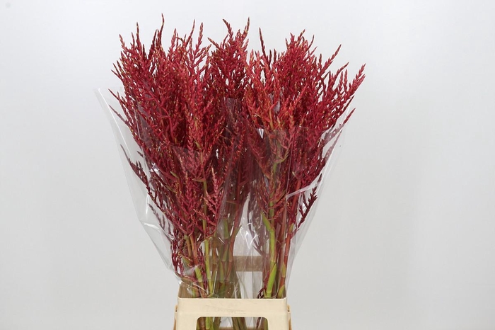 <h4>Bromelia Red Paloma</h4>