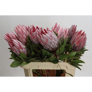Protea Cynaroides