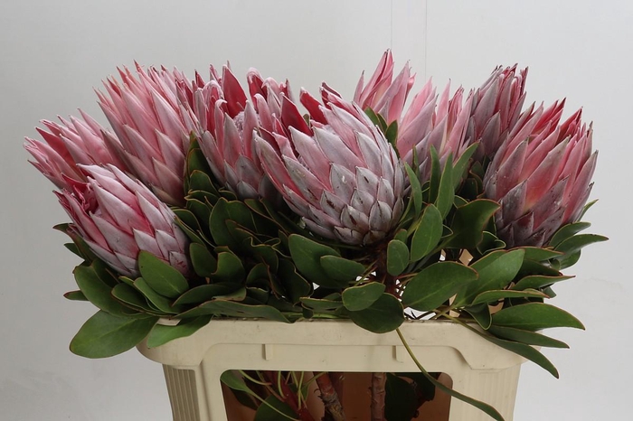<h4>Protea Cynaroides</h4>