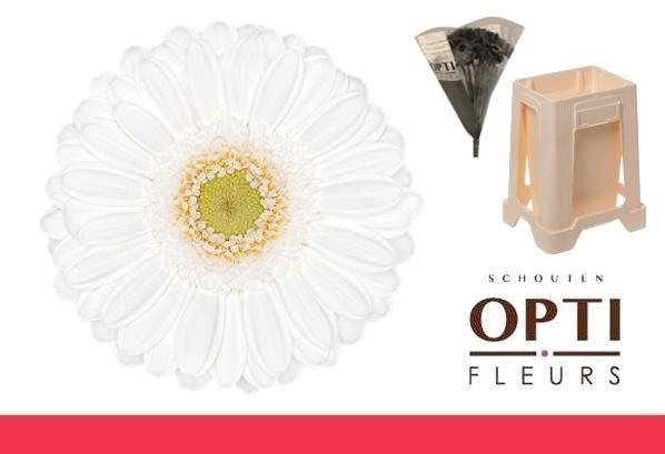 <h4>Germini Lobby Water</h4>