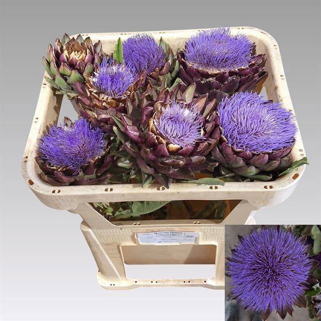 <h4>CYNARA SC GREEN GLOB</h4>