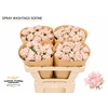 Rosa Spray #Ashtags Sofine