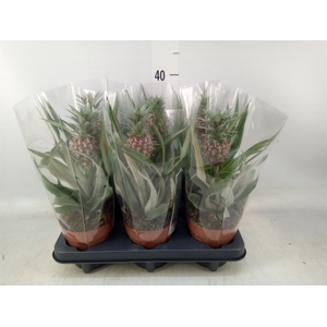 Ananas  'Rosita'