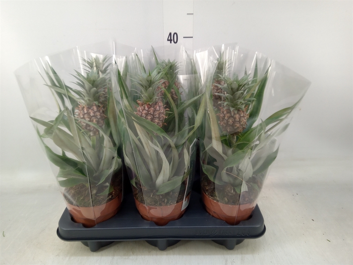 <h4>Ananas  'Rosita'</h4>