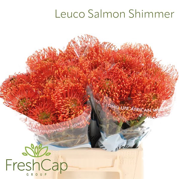 <h4>Leuco Salmon Shimmer</h4>