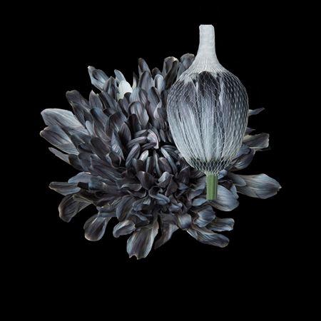 <h4>Chr G Antonov Grey</h4>