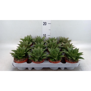 Gasteria