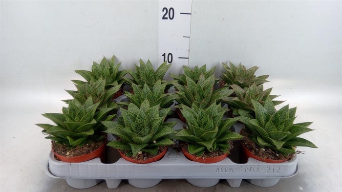 <h4>Gasteria</h4>
