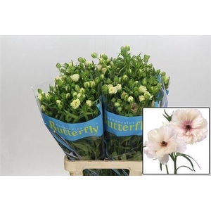 Ranunculus Butterfly Ariadne