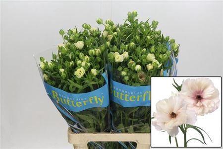 <h4>Ranunculus Butterfly Ariadne</h4>