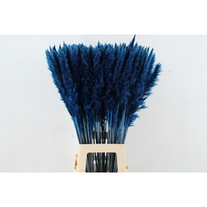 DF Pampas Silvy D.Blue