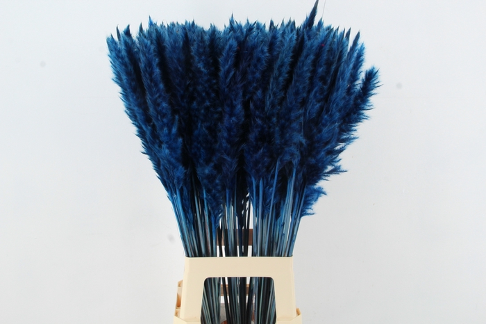 <h4>DF Pampas Silvy D.Blue</h4>