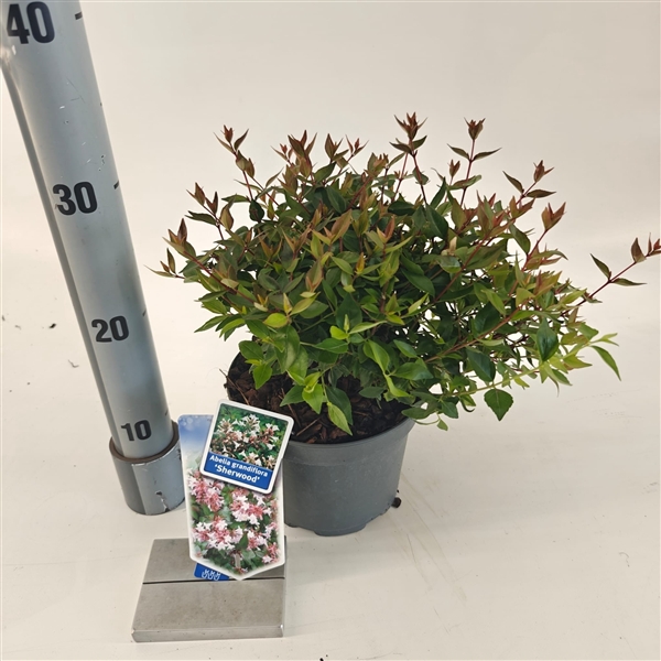 <h4>Abelia grandiflora 'Sherwood'</h4>