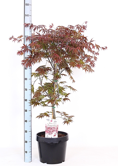 <h4>ACER PA TROMPENBURG</h4>