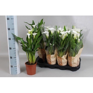 ZANT CAPT FRESCO P13