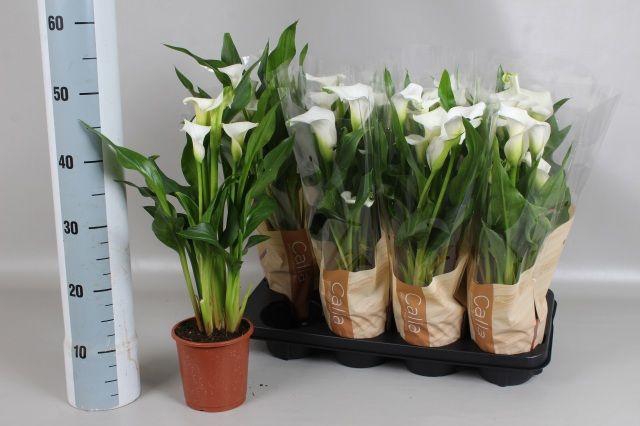 <h4>ZANT CAPT FRESCO P13</h4>