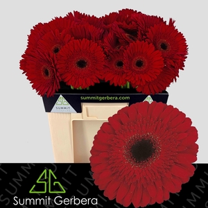 Gerbera Dynamic Water