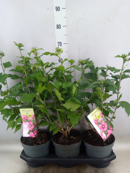 <h4>Hibiscus syriacus 'Woodbridge'</h4>