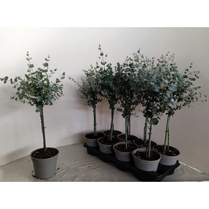 EUCAL GUNNII