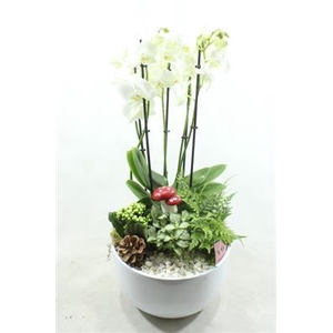 1089 PHAL 5-TAK WHITE