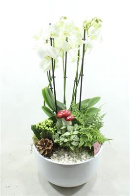 <h4>1089 PHAL 5-TAK WHITE</h4>