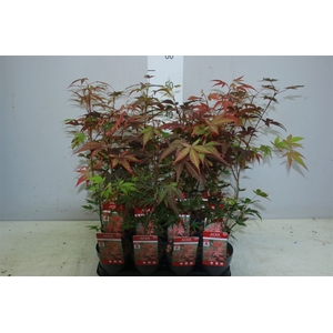 Acer Pa Atropurpureum