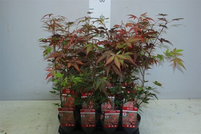 <h4>Acer Pa Atropurpureum</h4>