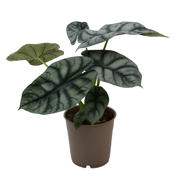 <h4>Alocasia Silver Dragon</h4>