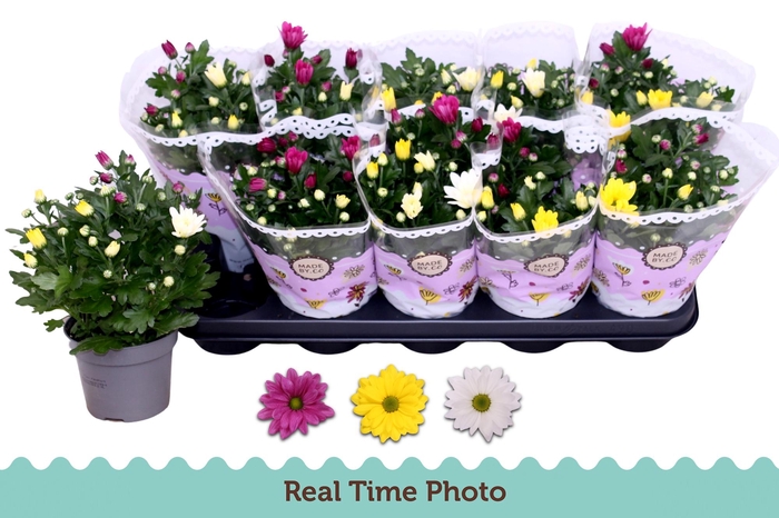 <h4>CHRYS GEM IN POT</h4>