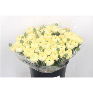 Ran... Su Cream Super X50