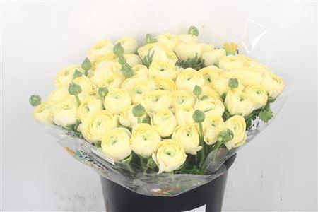 <h4>Ran... Su Cream Super X50</h4>