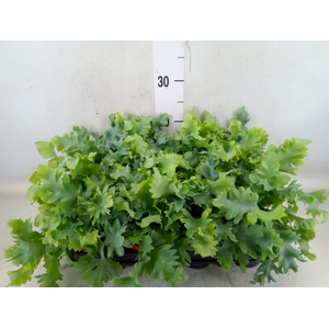 Phlebodium aureum 'Davana'