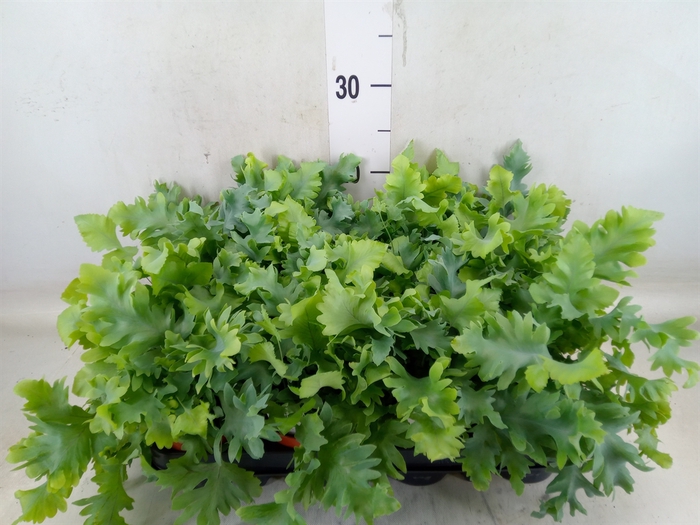 <h4>Phlebodium aureum 'Davana'</h4>