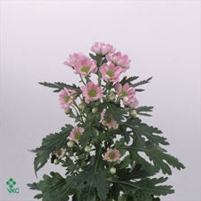 FATSIA JAPONICA BLAD