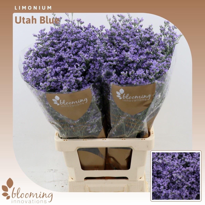 <h4>Limonium Utah Blue</h4>