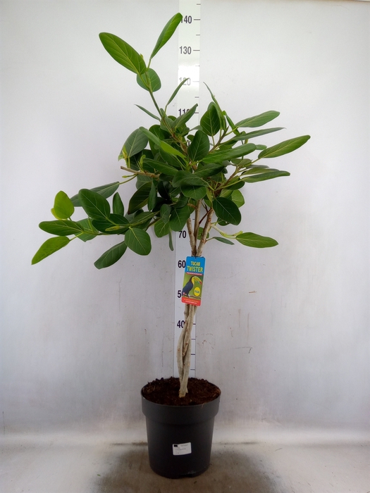 <h4>Ficus benghalensis</h4>