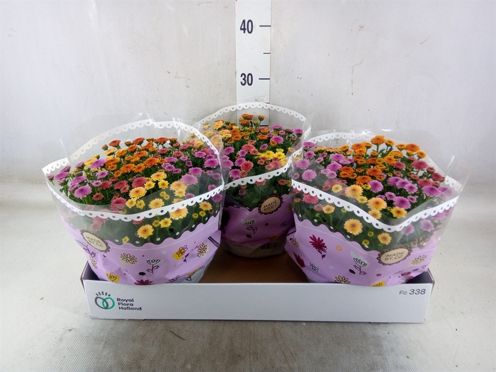 <h4>Chrysanthemum  'Jellyfish'  ..mix p</h4>