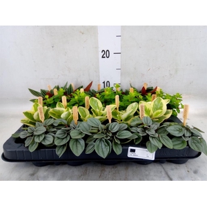Peperomia   ...mix