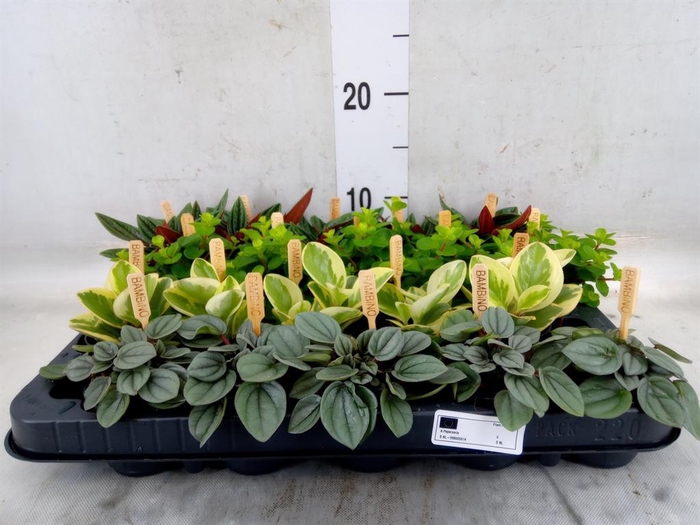 <h4>Peperomia   ...mix</h4>