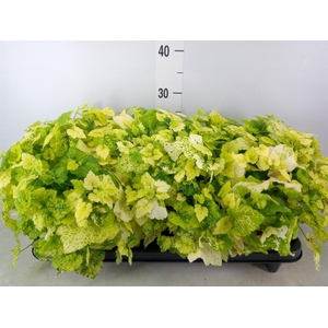 Tolmiea menziesii   ...variegated