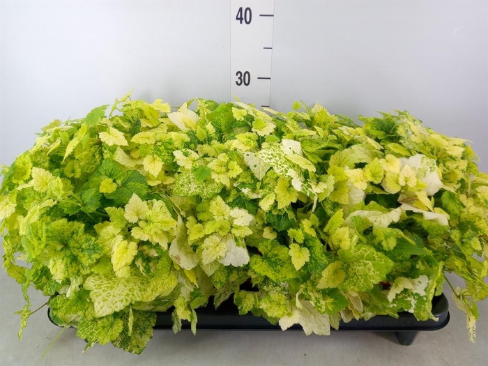 <h4>Tolmiea menziesii   ...variegated</h4>