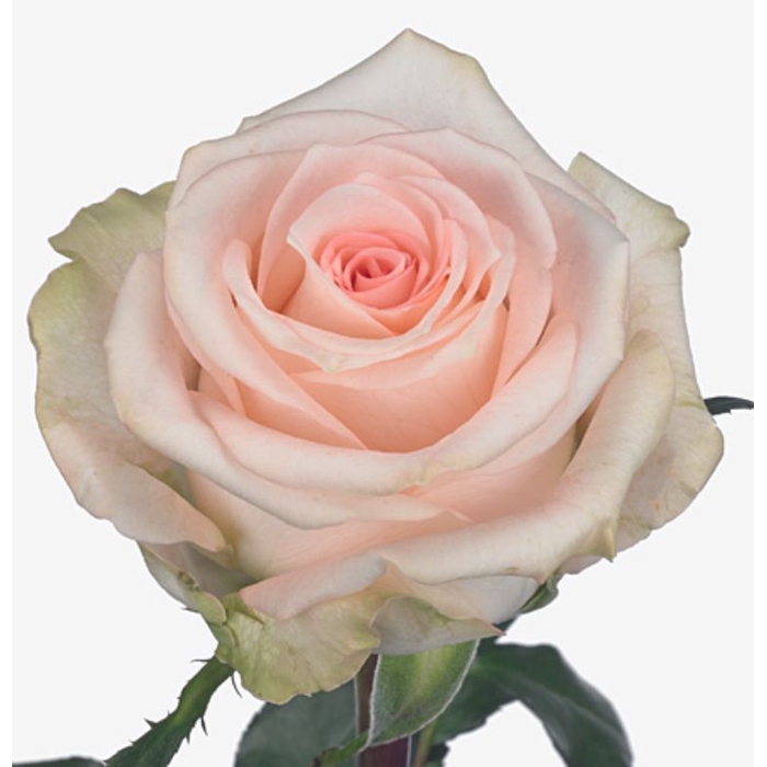 <h4>Rosa Elsa</h4>