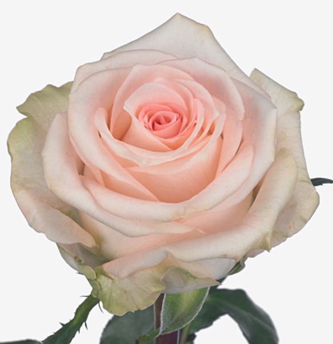 Rosa Elsa