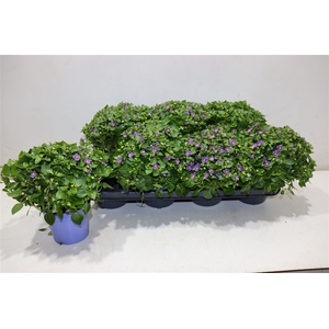 Exacum Blue Star